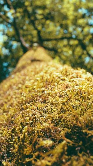 蜘蛛池如何使用魔法棒截图5