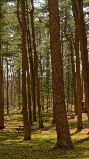 开封seo优化截图2