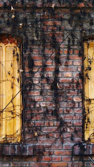 蜘蛛池图片截图3