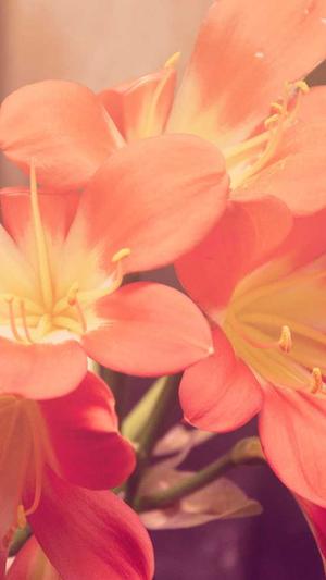 seo站群怎么建立泛目录截图4