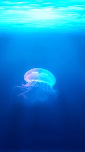 seo推广平台蜘蛛池劫持截图3