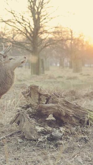 seo站外优化截图3