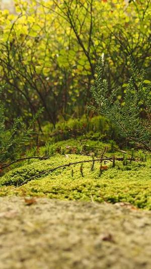 seo外链专员截图3