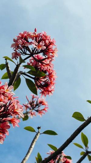 百度seo排名点击软件截图4