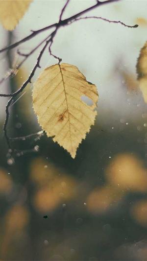 seo优化的工具在线咨询截图1